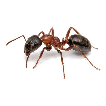 Ants