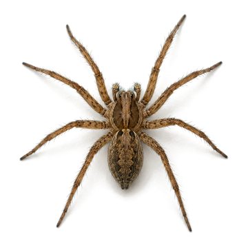 Spiders and black widows