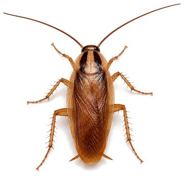 German cockroaches
