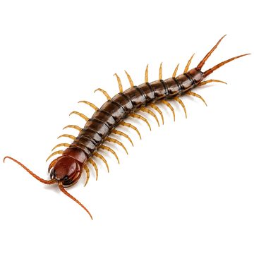 Centipedes