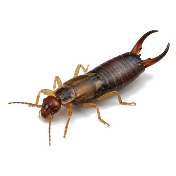 Earwigs
