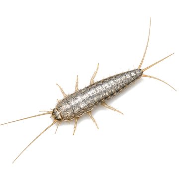 Silverfish