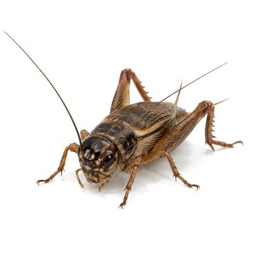 Crickets