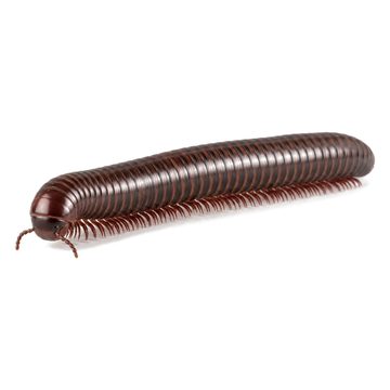 Millipedes