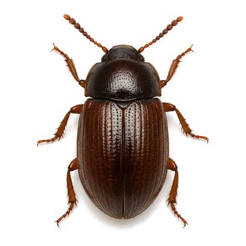Household beetles