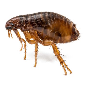 Fleas