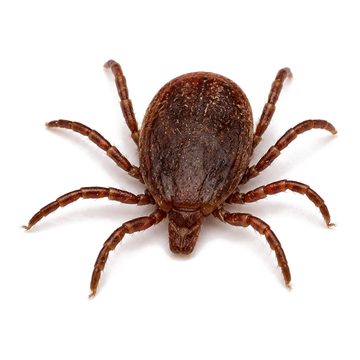 Ticks