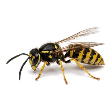 Wasps