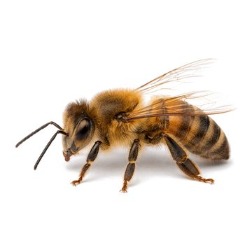 Bees