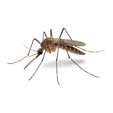 Mosquitoes