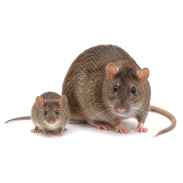 Mice and rats