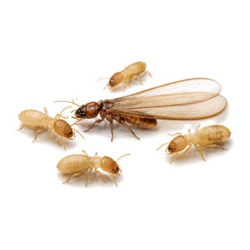 Termites